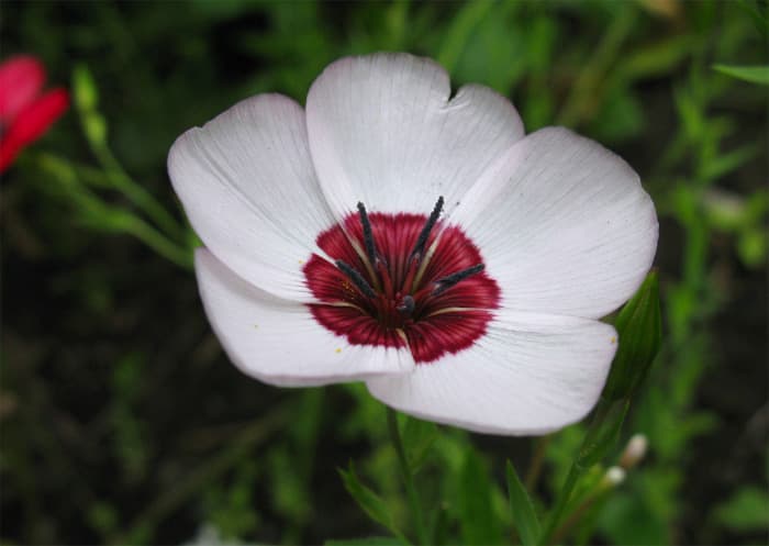 Linum grandiflorum, Lina suureõieline
